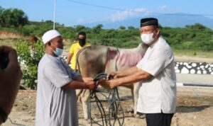 Polda Sulteng Berqurban 221 Ekor Sapi dan Kambin