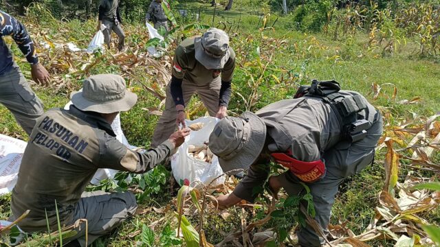 Dukung Ketahanan Pangan Nasional, Satgas Madago Raya Panen Jagung di Poso