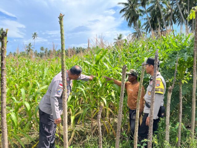 Polsek Parigi terus menunjukkan komitmennya melalui pendampingan langsung kepada masyarakat di sektor pertanian.