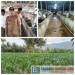 BUMDes Mandiri desa bulubete