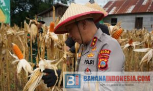 IMG-20260108-WA0020 Perkuat Ketahanan Pangan Nasional, Polda Sulteng Laksanakan Panen Jagung Serentak Kuartal IV Tahun 2025
