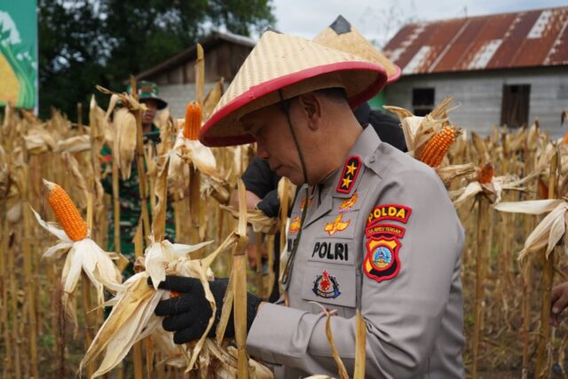 Perkuat Ketahanan Pangan Nasional, Polda Sulteng Laksanakan Panen Jagung Serentak Kuartal IV Tahun 2025