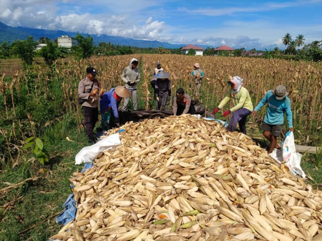 Kapolsek Sausu turun langsung melaksanakan panen jagung binaan di Desa Suli Indah, Kecamatan Balinggi.